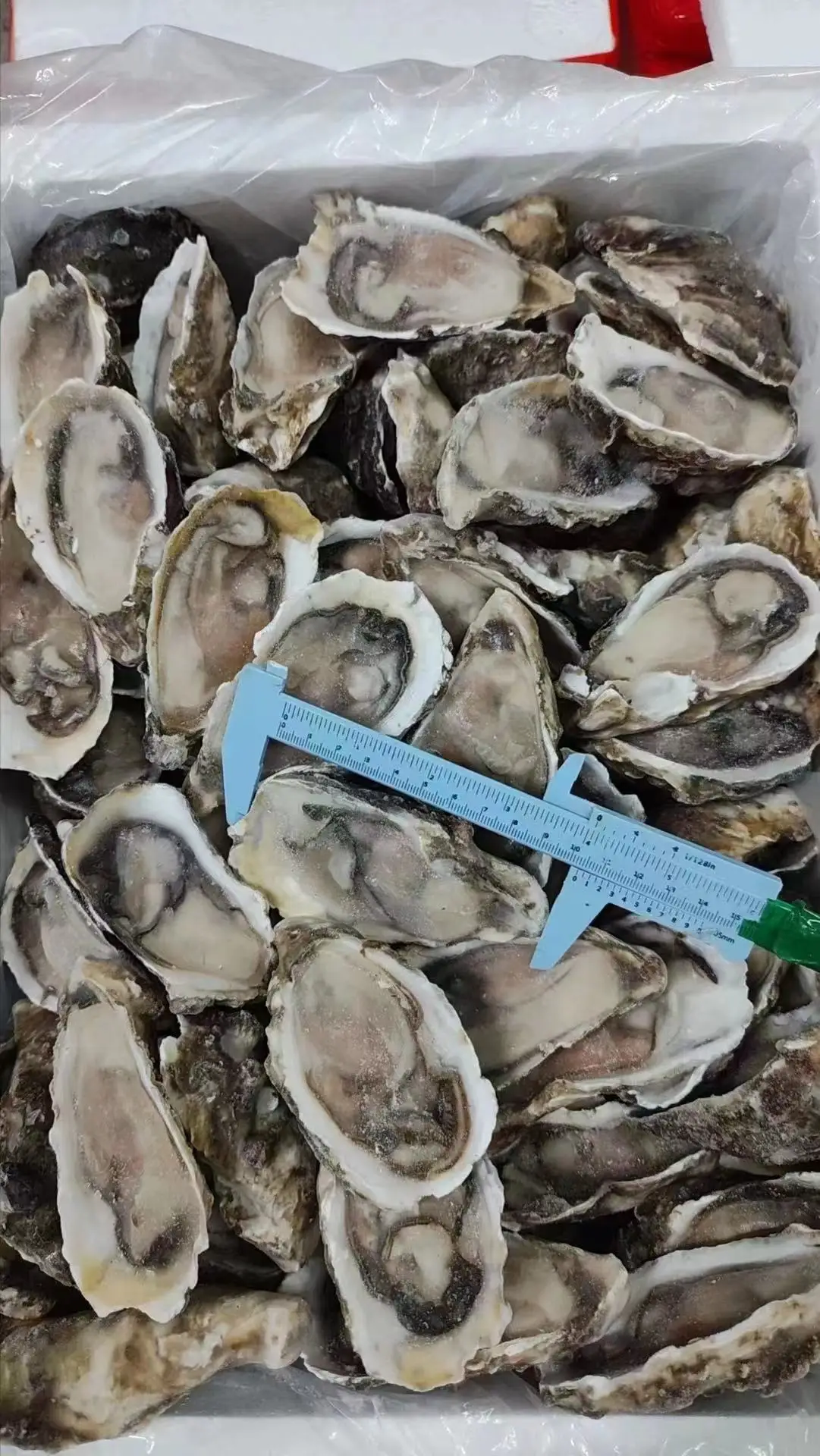 Замороженные сырые устрицы полуоболочка оптовая продажа поставщик морепродуктов IQF