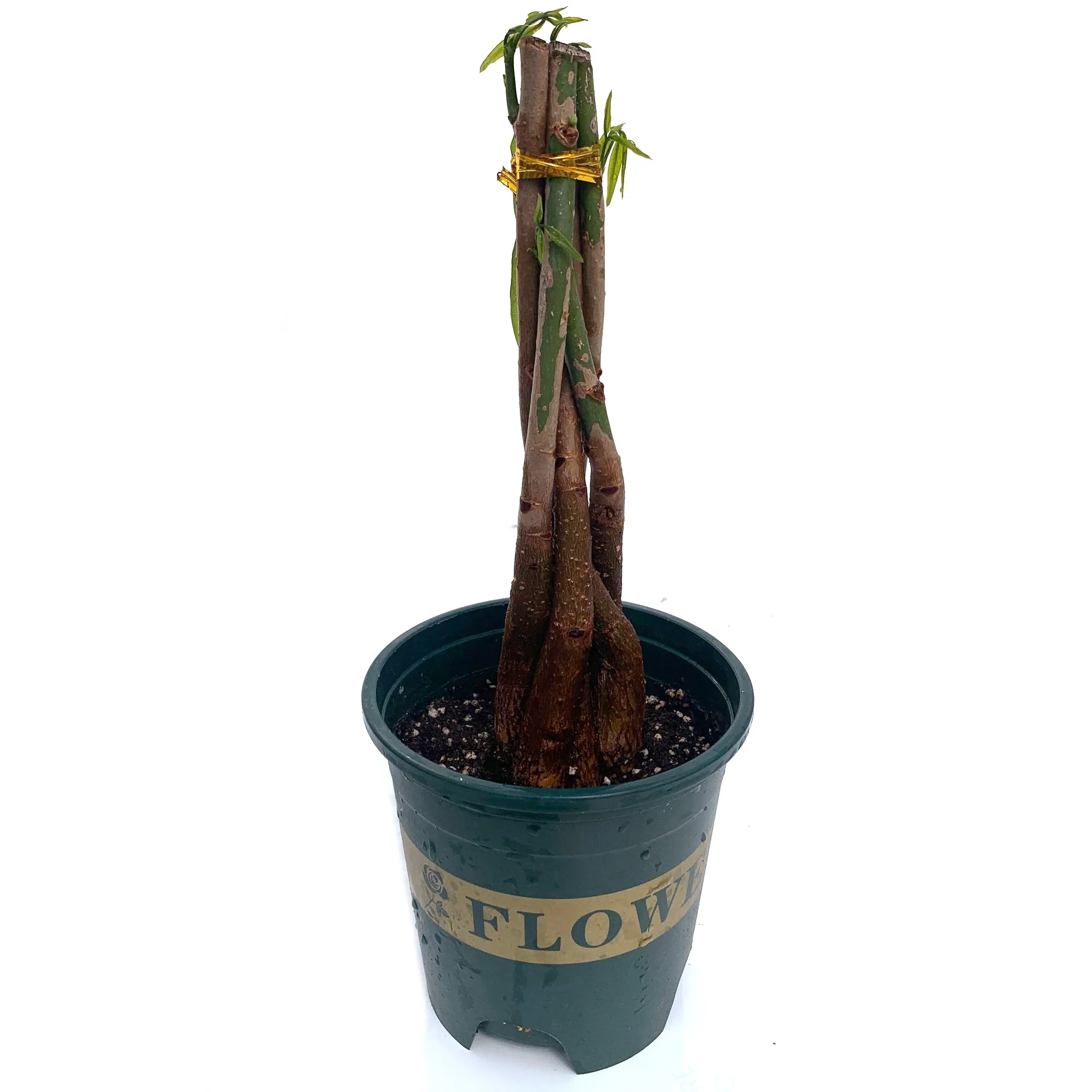 
Wholesale succulent leaves Deliver basin soil pachira for sale 