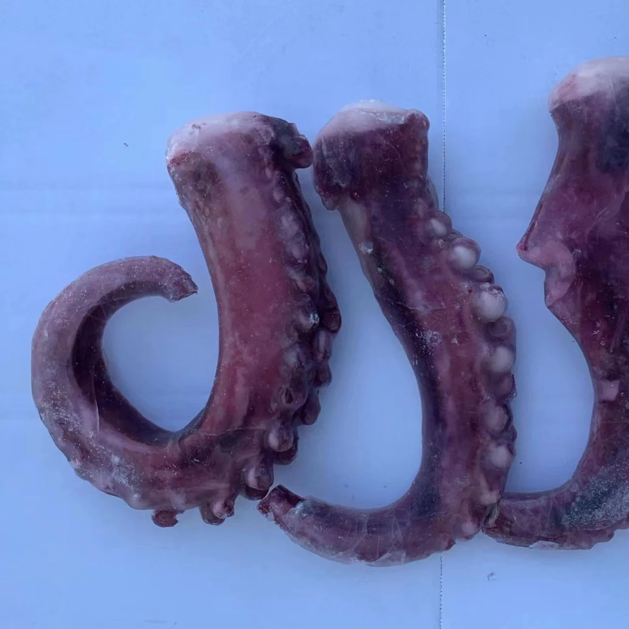 China Factory  Squid Tentacle