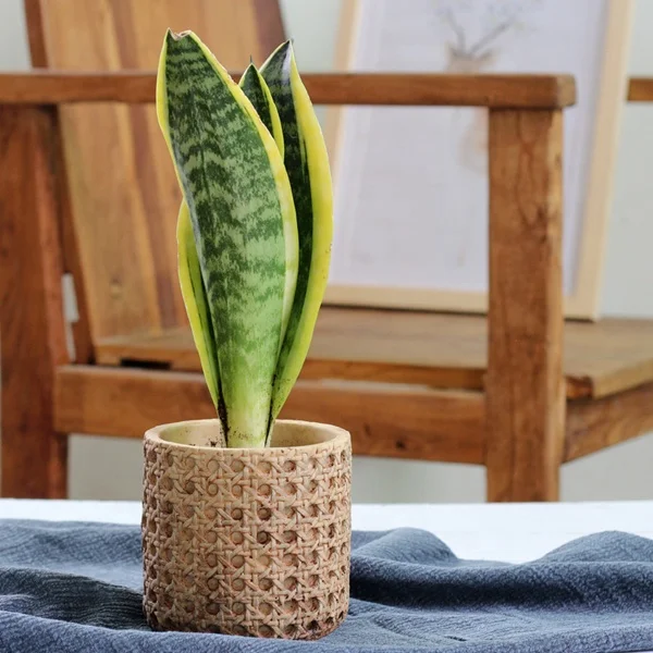 European style retro cement green flower pot for garden decoration