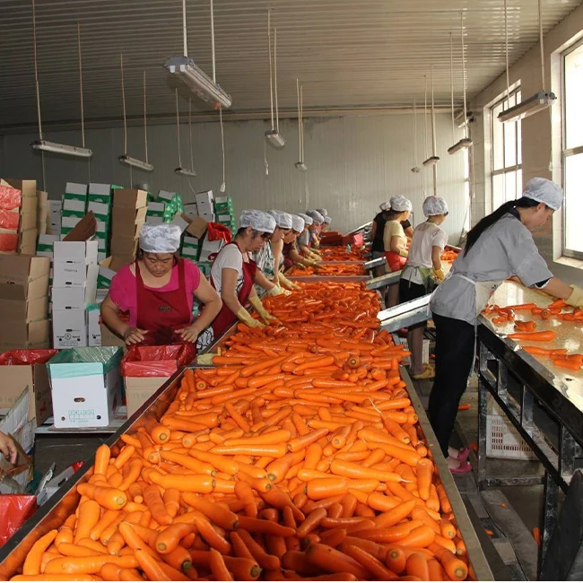 Fresh Carrot 10kg Cartons Wholesale Chinese Fresh Carrots 2021 Crop For Export Shandong Xiamen Origin