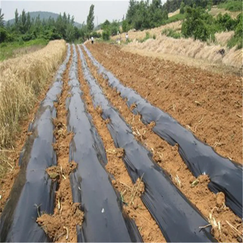 greenhouse white  plastic mulch cover / agricultural farming soil silver and black mulch film for strawberry
