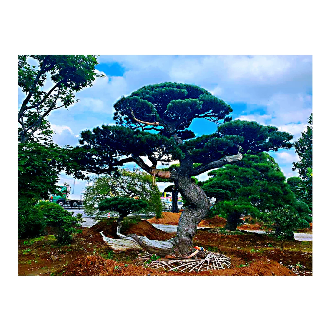 Japanese Various Green Pine Maple Plants Outdoor Bonsai In Stock