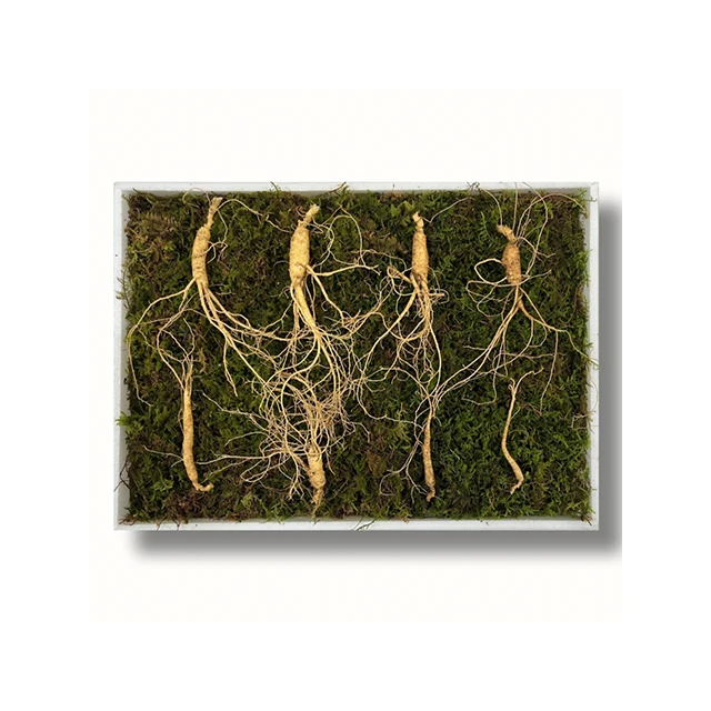 (Samio Corp) оптовая цена дикий женьшень высокого качества Корейский дикий женьшень 7-летний Выращенный дикий женьшень Котра