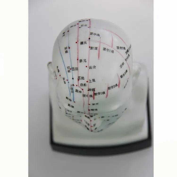 Eco-friendly PVC Medical Teaching Model 20cm Human Head Acupuncture Model