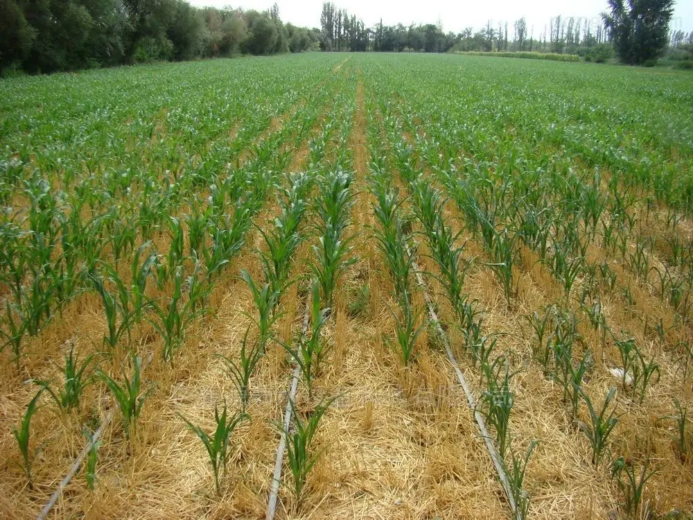 Drip pipe  with round cylindrical drip irrigation pipe