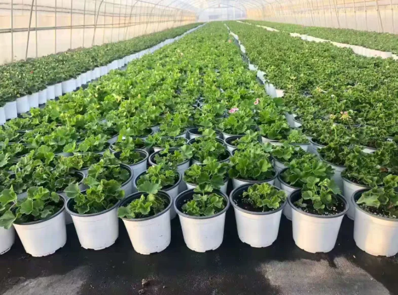 LN4XW1LH6UXUSNAL$3QP%V