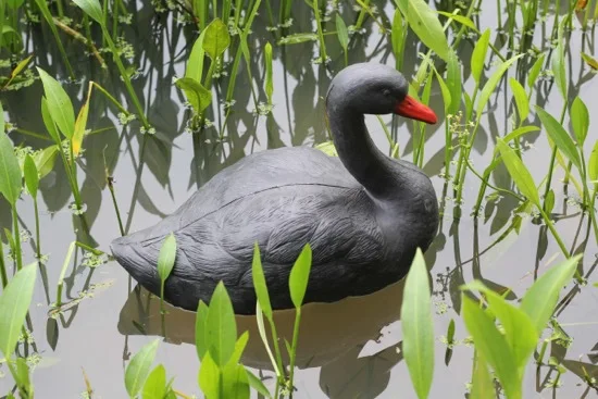 Swan Decoy