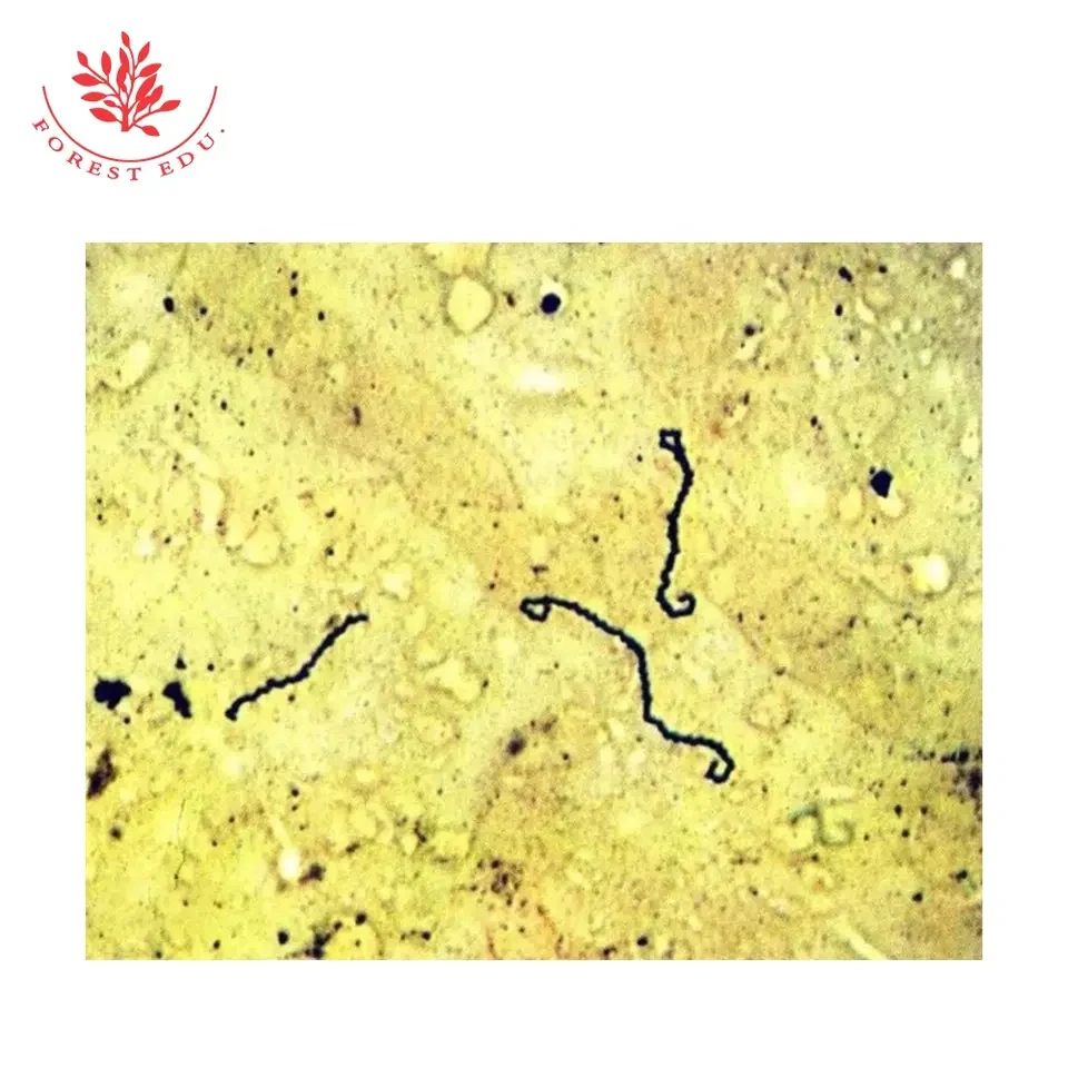 Leptospira Slide Bacterial Microbiological Specimen For Teaching Research In Standard Medical College Spirochetes