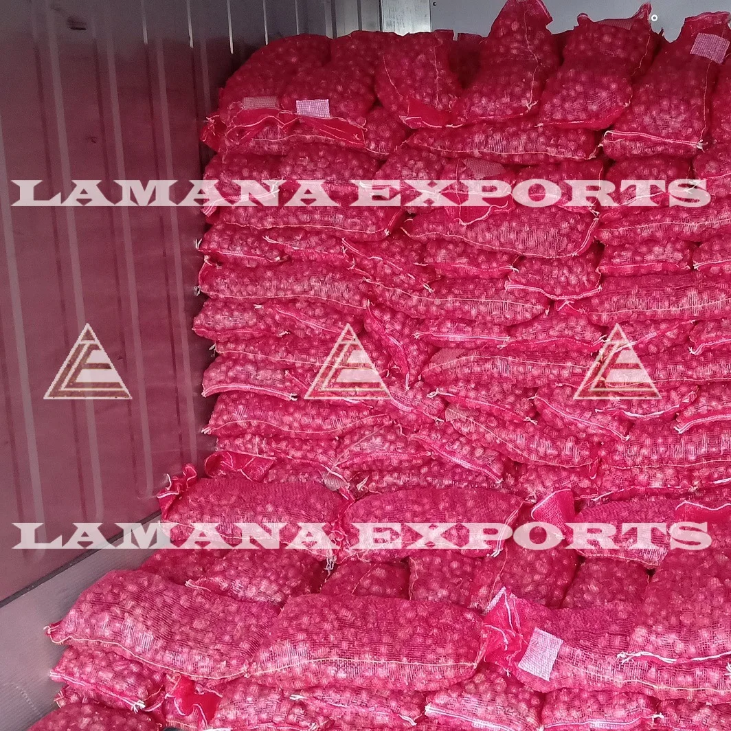 PODISU JANDA SHALLOT 27MM ABOVE