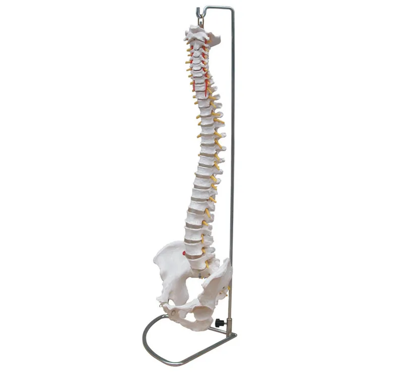 ISO Human Spine Skeleton Model, Life-Size Vertebral Column with Pelvis