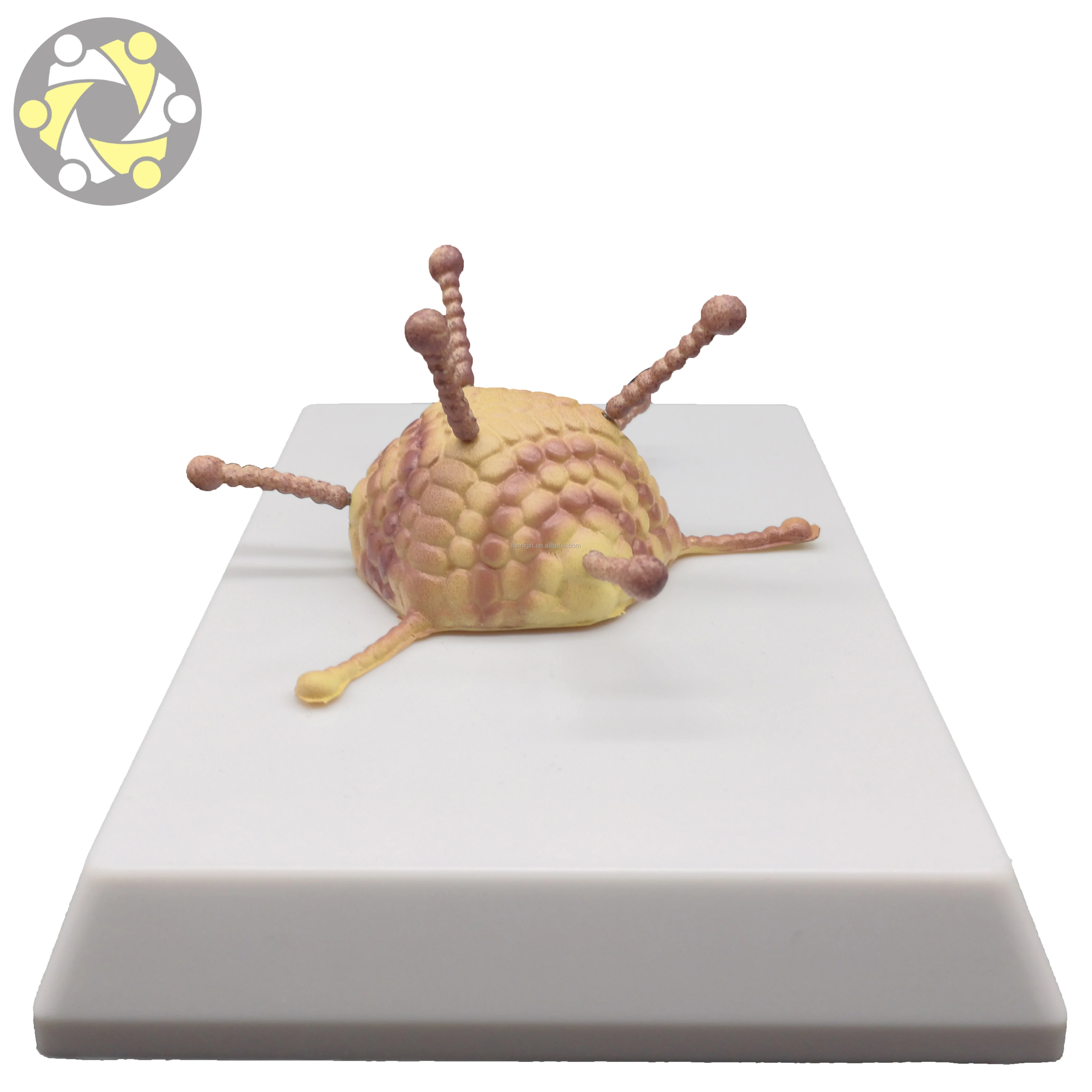 Medical science Virus anatomical model Bacterial virus model Adenovirus Cell Ultrastructure Model