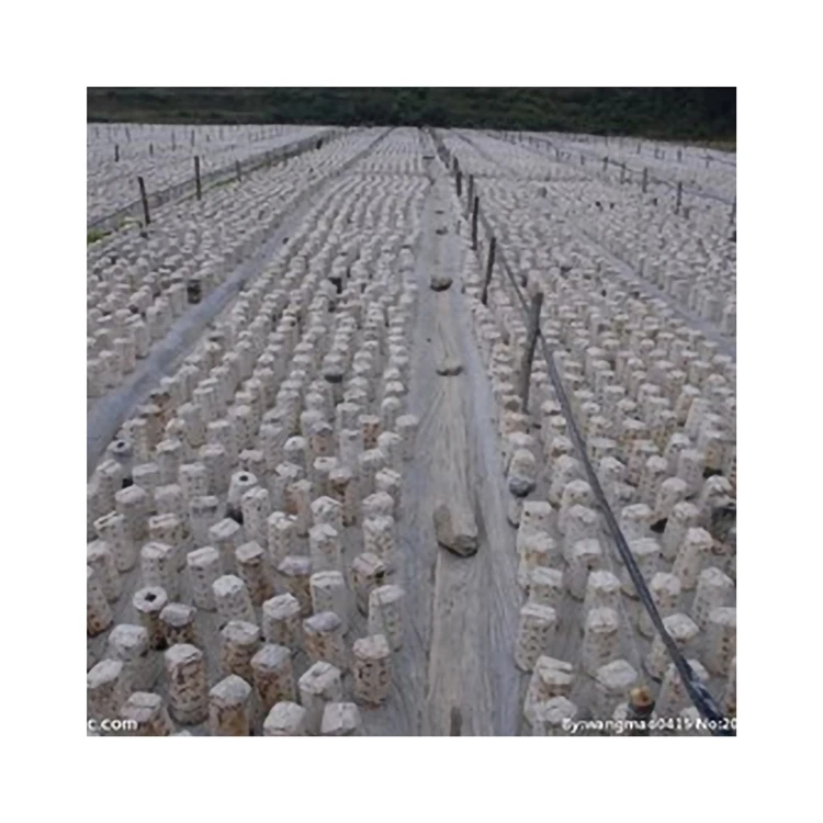 
Official Direct Sales Mushroom Cultivated Healthy No Addition Mushroom Dried Black Fungus 