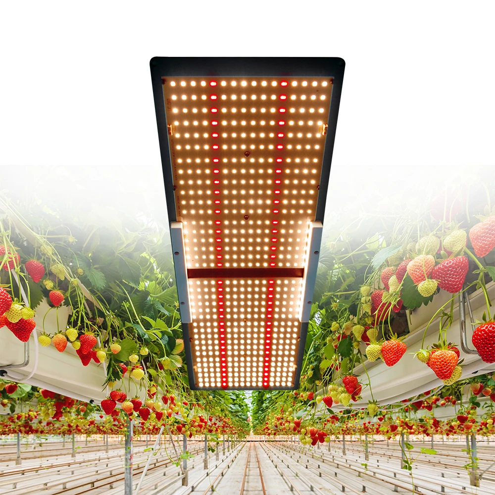 Shenzhen Meijiu QB288 Samsung lm301b 240W Waterproof Led Grow Light Gor Grow Tent