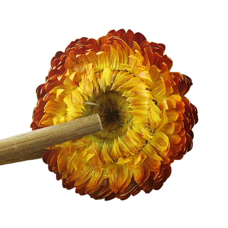 Manufacturer Bulk Dry Chrysanthemum Flower Tea high quality Beauty effect tea