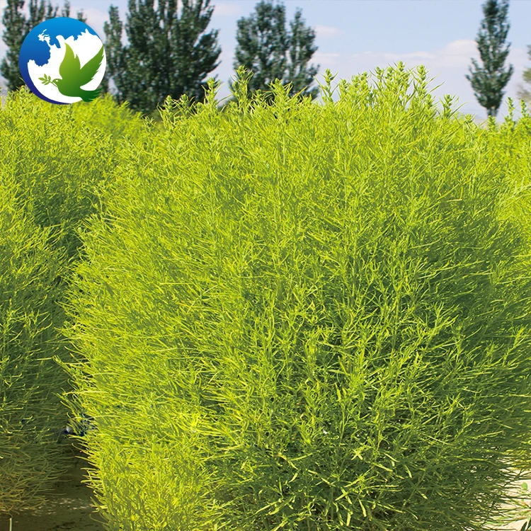 
Green Kochia Scoparia Schrad Seeds Special High Sprouting Rate Burning Bush Garden Flower Tree Seeds 
