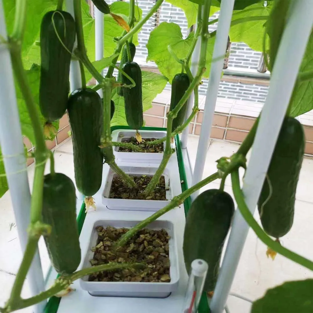 Hydroponic Growing Systems Strawberry Indoor Equipment Kit Tomate Hydroponic System Home Kitchen