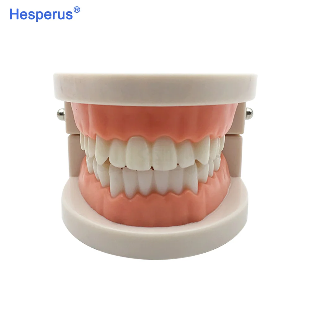 Dental Model Standard Dental Orthodontic Teeth Model With Braces Metal / Ceramic Brackets For Dentistry Education Study HESPERUS