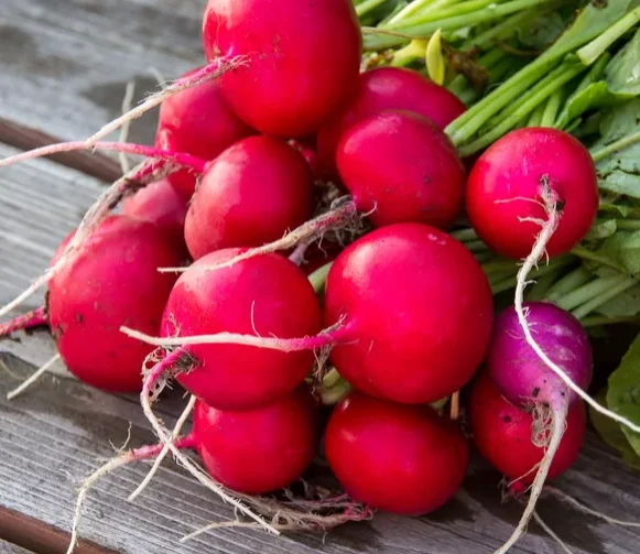 HIGH QUALITY Fresh Radish  - TURKEY (Antalya) 2022