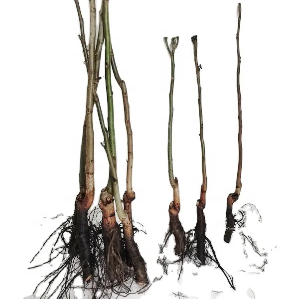 
 Посевные gafted тонколубленые толстые обшитые грецкие растения  