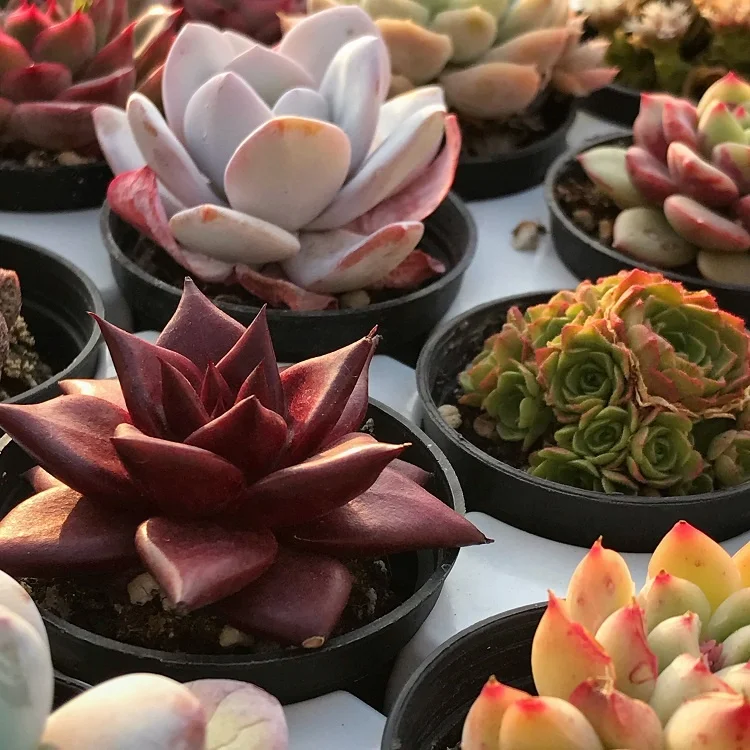 
live plants set natural plants and succulents plants sale 