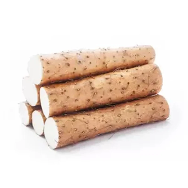 New Crop Fresh Burdock Wholesale Price Golden Yellow Burdock Fresh Vegetables Pure Natural Burdock Root