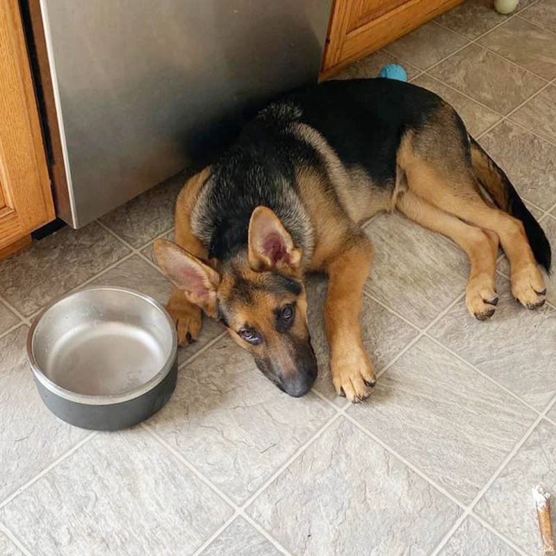 High Quality Stainless Steel Durable Double Wall Dog Bowl Luxury Water Bowl Pet Cat Dog Food Bowl