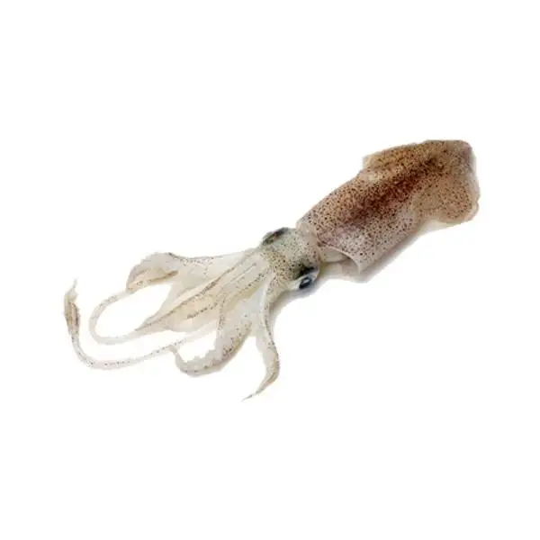 frozen illex squid whole round Chinese Loligo Squid frozen illex squid for sale