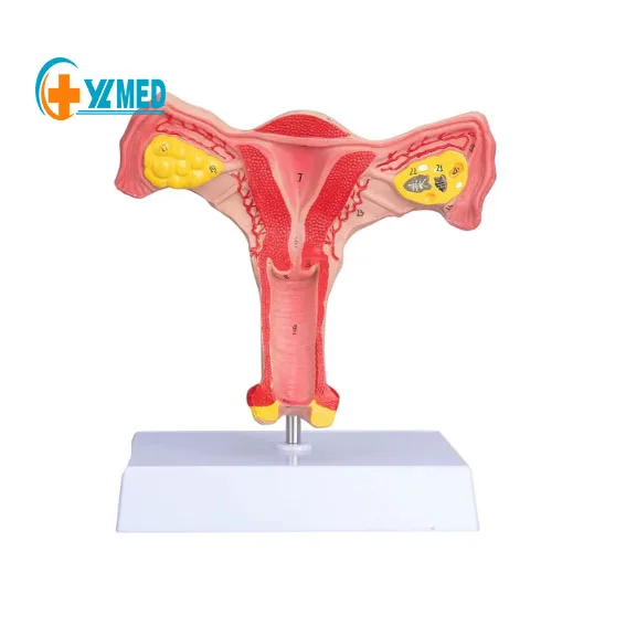 Образование в области медицинского обучения анатомии человека женского естественного размера и модели матки