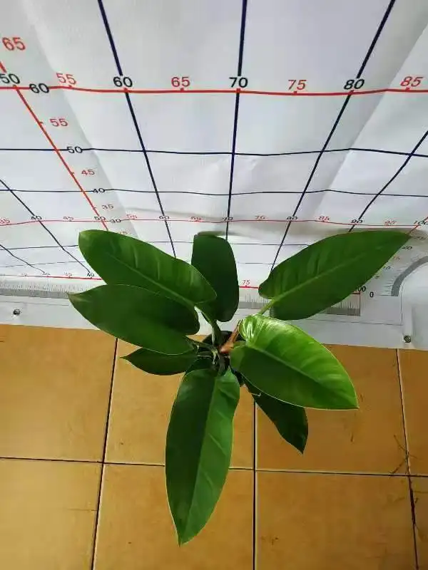  Органическое зеленое Изумрудное растение Philodendron