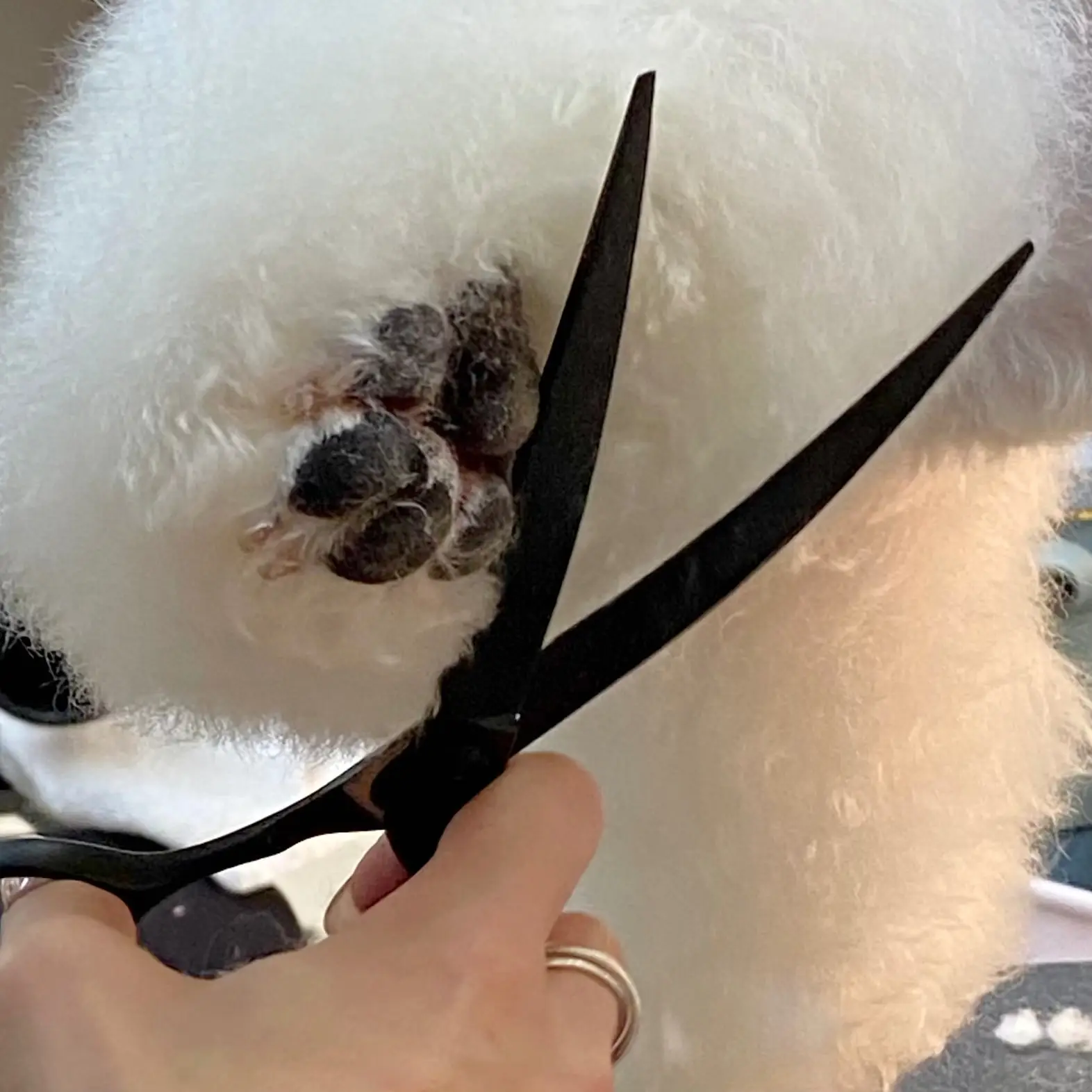 Salon Pets Shop Pet Supplies and Equipment