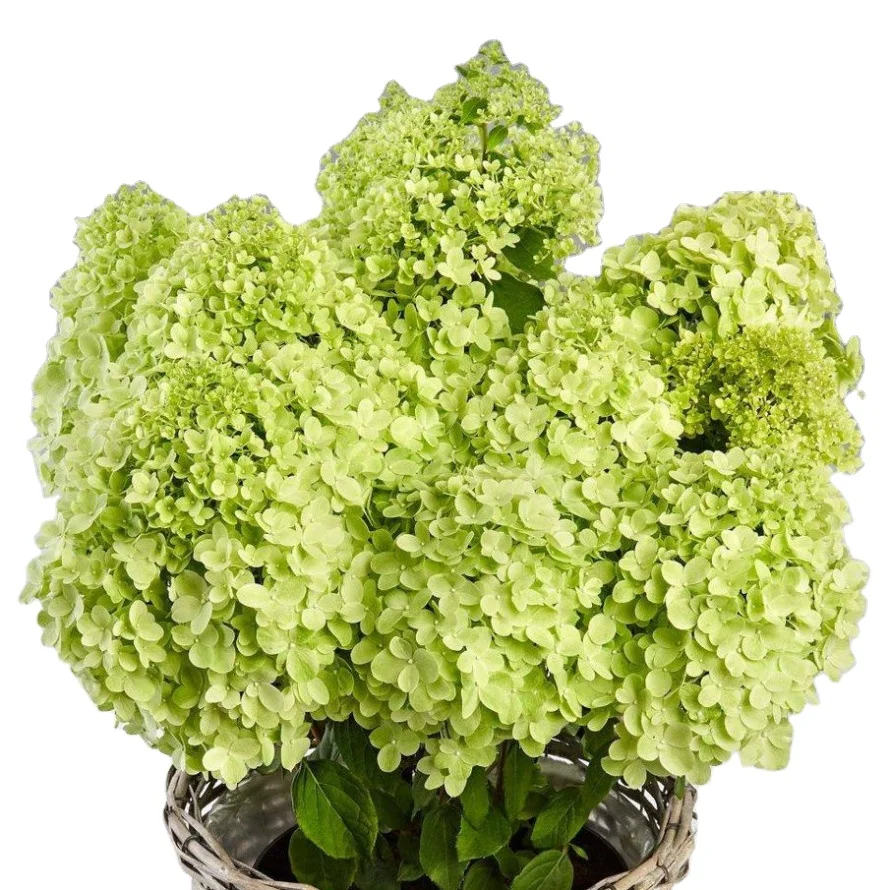 Hydrangea Paniculata 25 Varieties in Pots C5 Indoor and Outdoor Decoration Real Plant Spruce Hydrangea