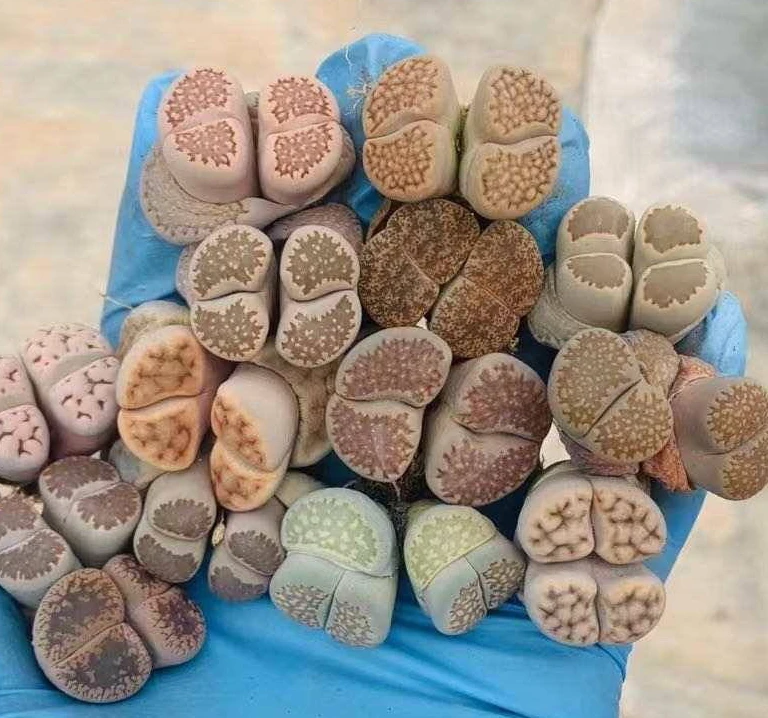 Wholesale indoor plantsStone flower