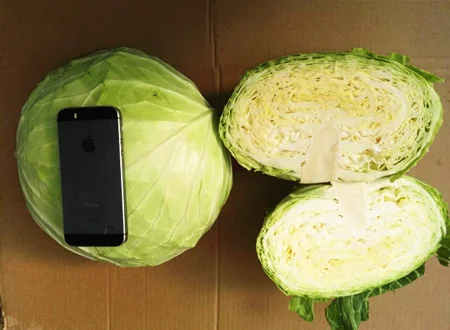 2022 Chinese Fresh cabbage supplying to Canada Singapore, Malaysia, Korea ,UAE