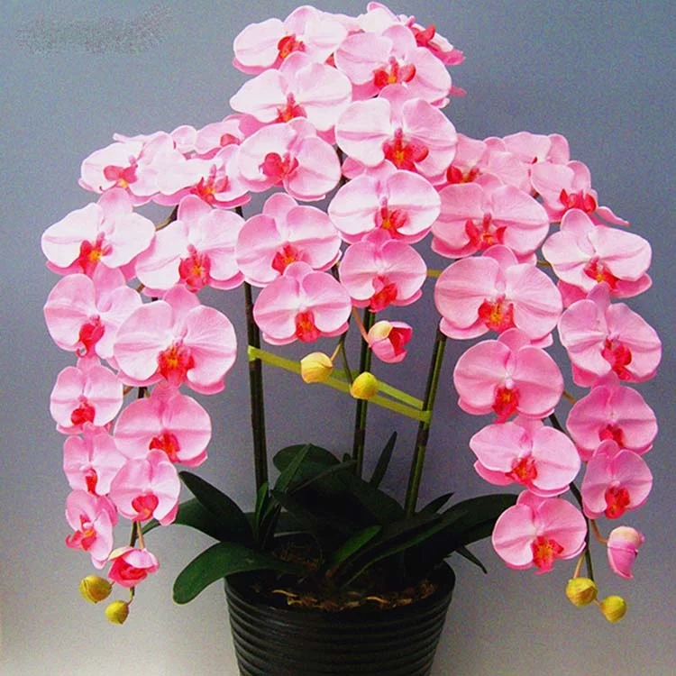 
Factory Wholesale High Quality Phalaenopsis Orchid Seeds 