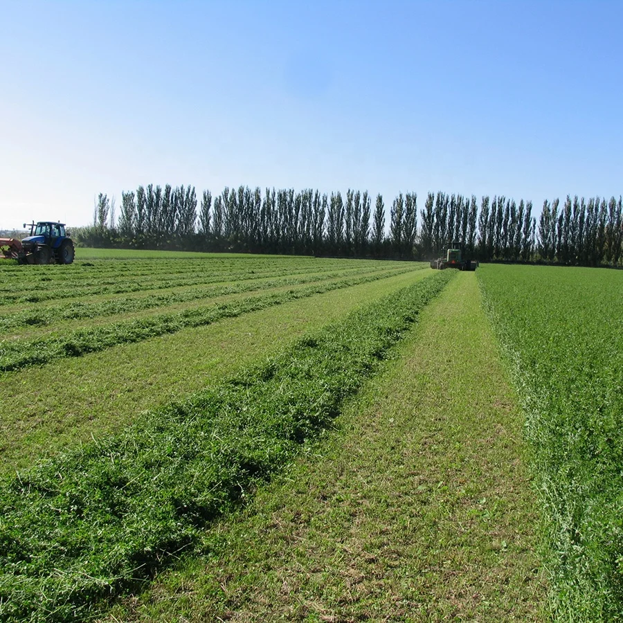 grade ALFALFA HAY PELLETS IN BAGS animal feed price for cattle sale per ton