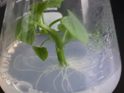 ABT Plant grown regulator 4-indol-3-ylbutyric acid and 1-naphthyl acetic acid 5%