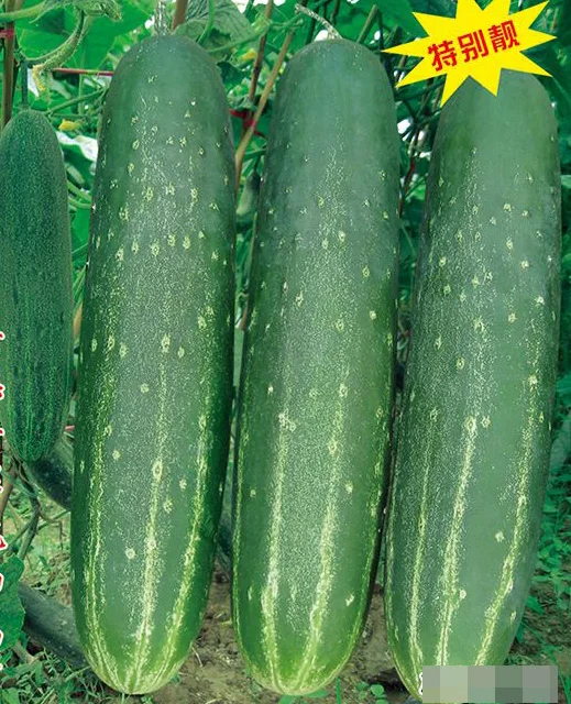 NCU04 Связывание крупные фрукты огурец Семена Китай Высокая производительность сельское хозяйство семена