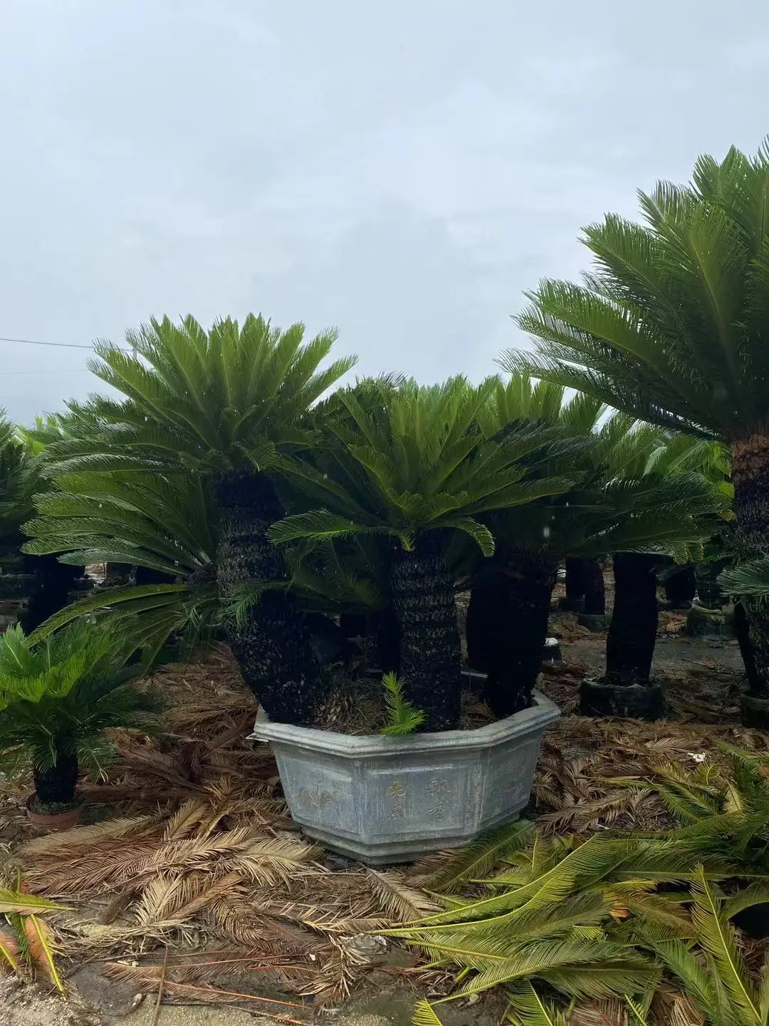 Мульти-головная Cycas Revoluta (Sago ладонь)