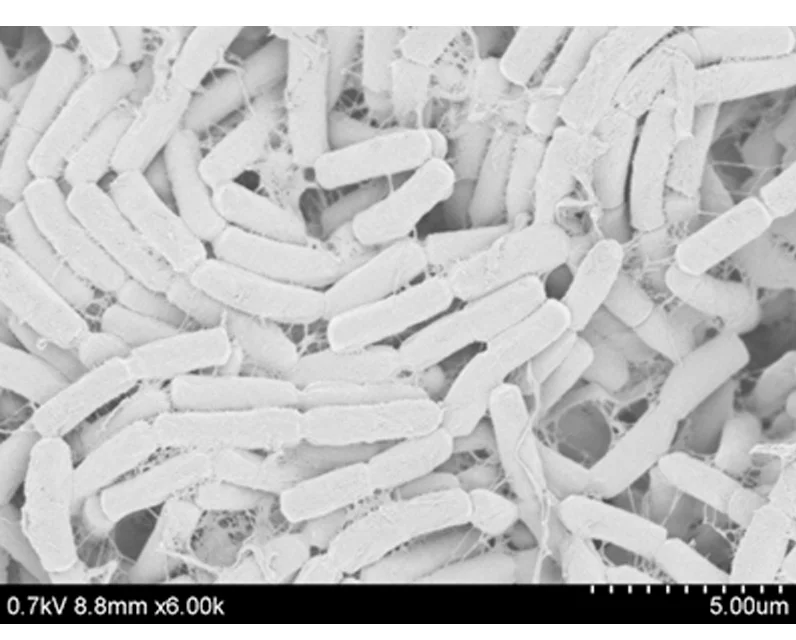 Contains Bacillus Amyloliquefaciens Shrimp Feed Additive Chemicals