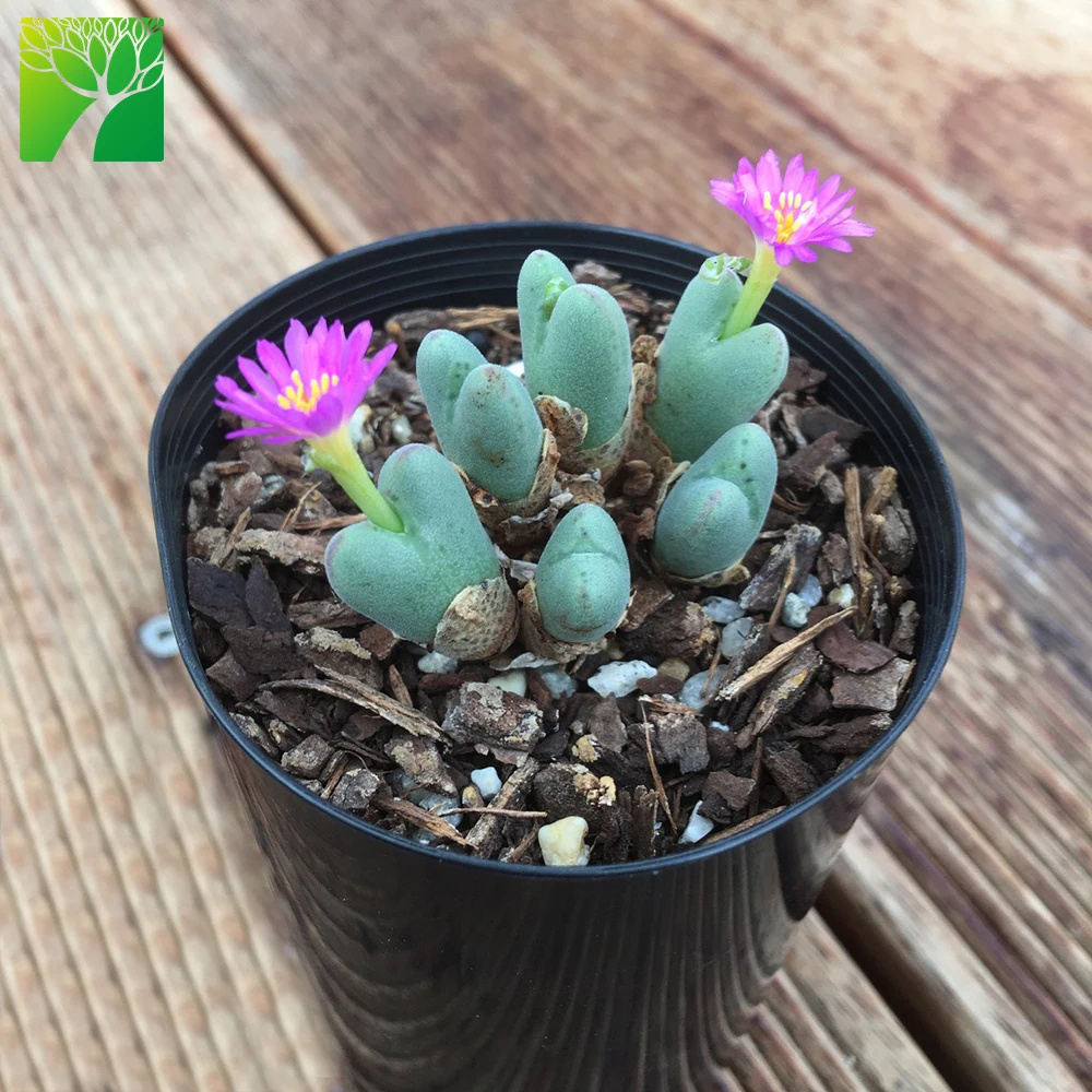 Оптовая продажа средние суккулентные растения живые камни Conophytum gracilistylum фиолетовый цветок для растений