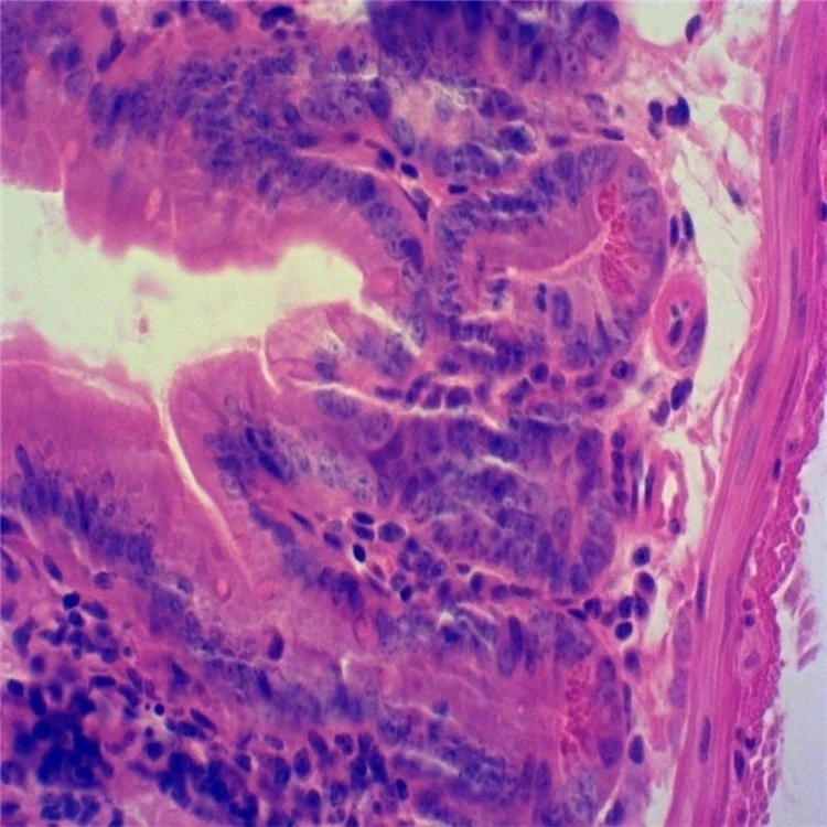 Factory Teaching resources biology Hot selling microbiology and histology mixed slide biological prepared slides for wholesales