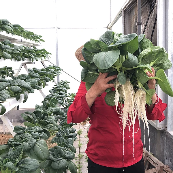 seedlings vertical hydroponics growing medium for starting seeds indoor grow cubes