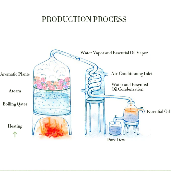 SCENTA Private Label White Tea Plant Therapy 100% Natural Pure Bulk Concentrated Aroma Organic Essential Oil