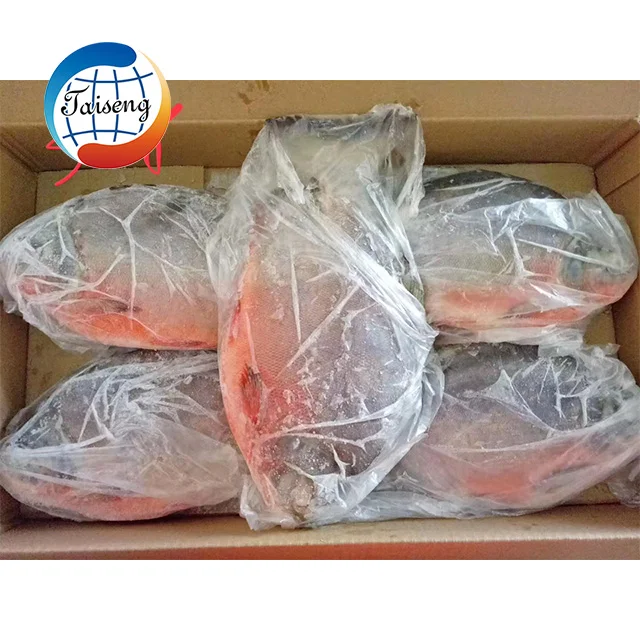 Frozen Fish Suppliers Fresh Frozen High Quality Good Wholesale Price Red Pomfret IQF Red Pacu Fish on Sale