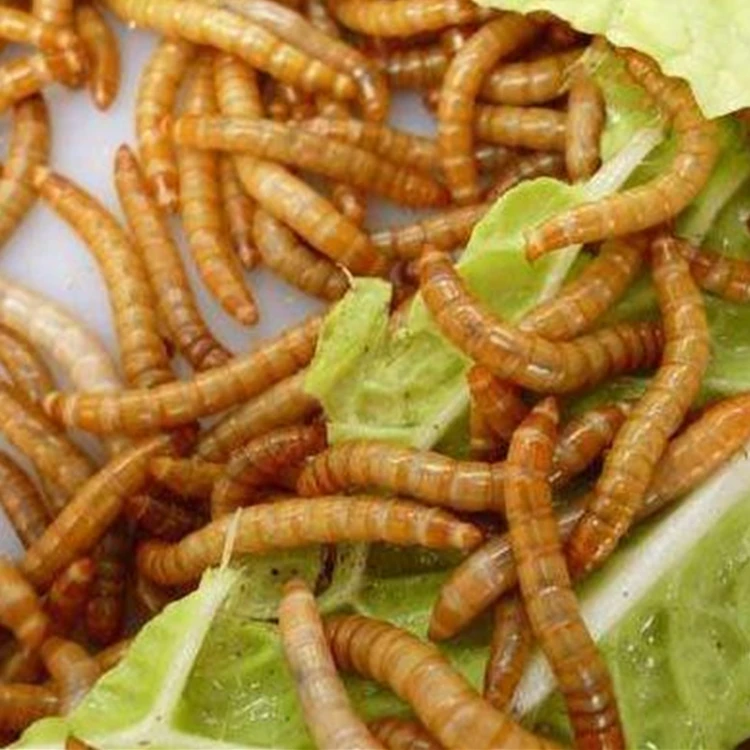 Сушеные mealworms для еды