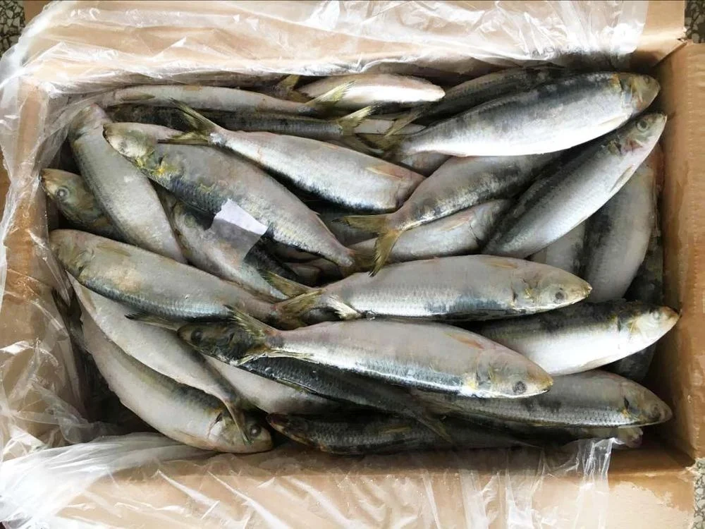 Whole round import export frozen fresh sardine fish price