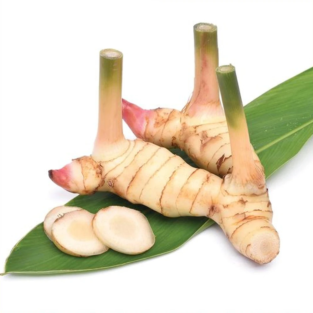 Lesser Galangal With High Quality and Stable Quantity ISO/HACCP/GLOBAL GAP Viet Nam Manufacturer +84962246940 (Whatsapp/Viber)