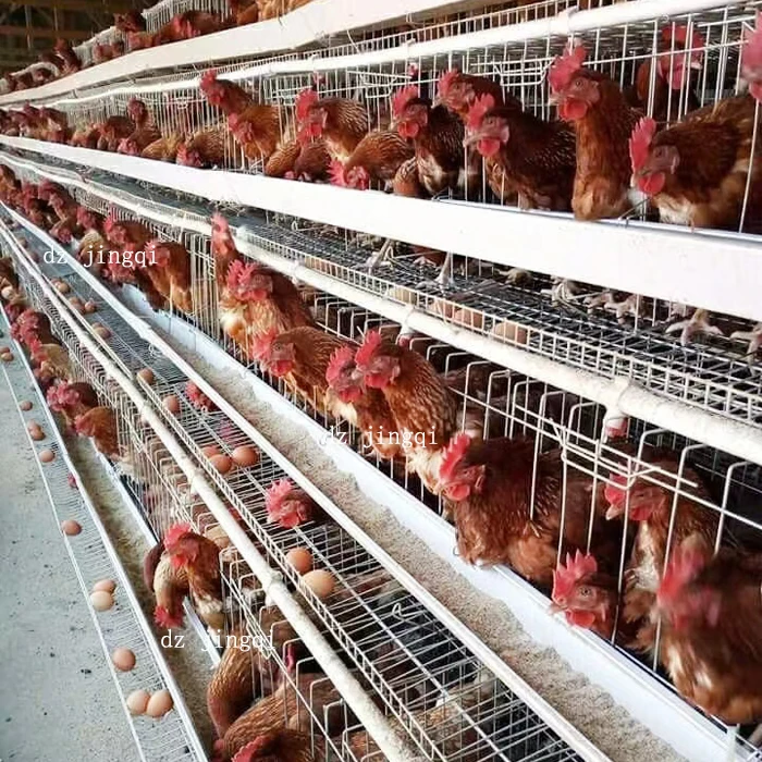 Best Factory price chicken cage system A type 4 tires chicken batteries cage