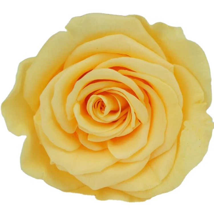 2020 Buy Stabilized Flowers Directly From Preserved Natural Big Single Flowers In 9-10cm